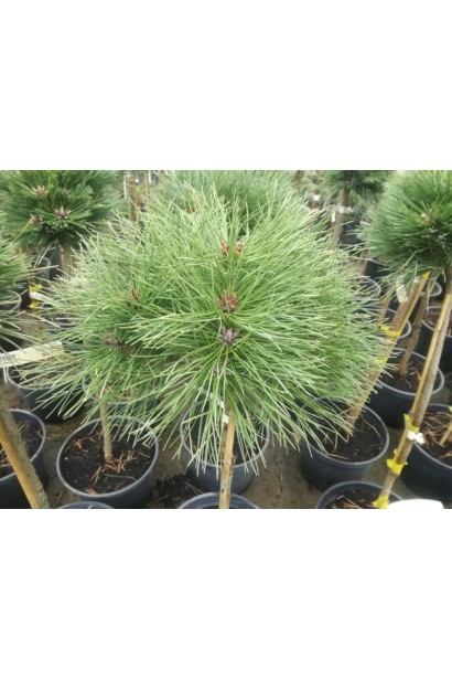 Сосна австрійська Глобоза